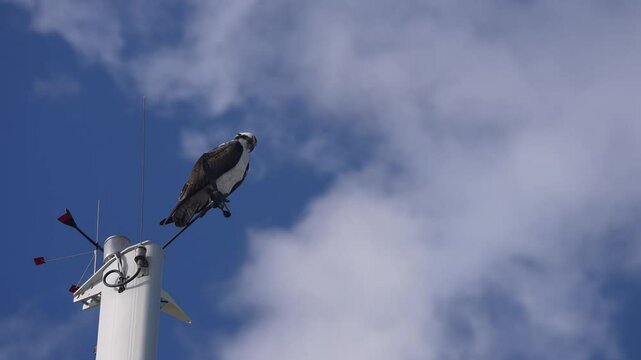 Osprey Standing on top of Sailboat Calling, Florida 4k