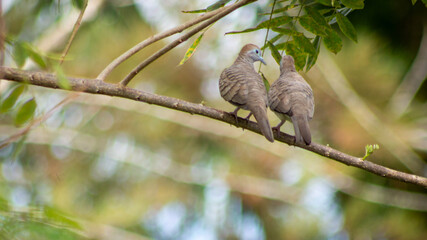 The zebra dove (Geopelia striata), also known as the barred ground dove, or Perkutut Jawa, is a species of bird of the dove family, Columbidae, native to Southeast Asi