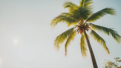Light backdrop featuring a coconut palm.