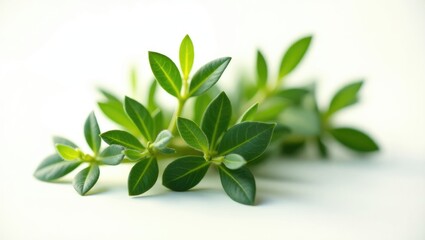 Tarragon leaves are separated against a white backdrop using a clipping path.