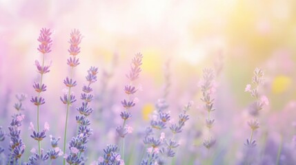 Naklejka premium Lavender flowers bloom in a serene field during golden hour, creating a tranquil atmosphere of relaxation and beauty