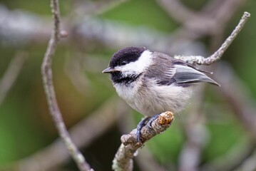 Black-capped Chickadee on Branch