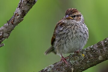 Sparrow on a branch with green backdrop.