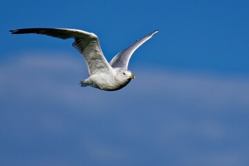 Obraz premium Seagull soaring in a clear blue sky