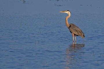 Solitary Heron in Calm Waters