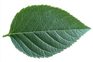 a single green leaf isolated on a white background,