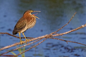 Green Heron Perched Over Water