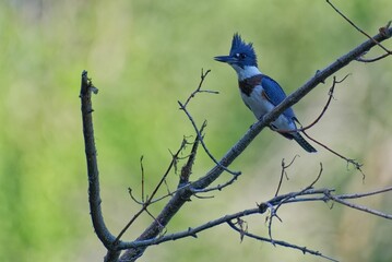 Belted Kingfisher on Branch