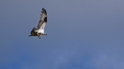 Osprey in flight with fish against blue sky