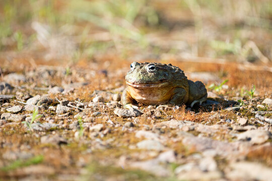 Giant African Bullfrog (Pyxicephalus adspersus), South Africa