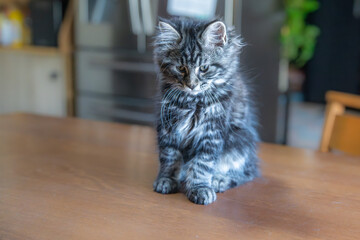 Gray white Maine coon cat portrait