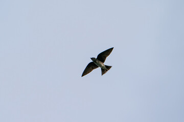 Purple Martin flying through the sky.