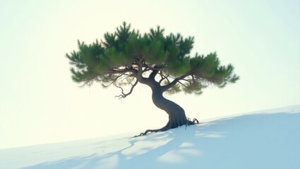 a solitary pine tree against a light background