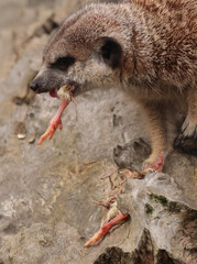 Hungry meerkat