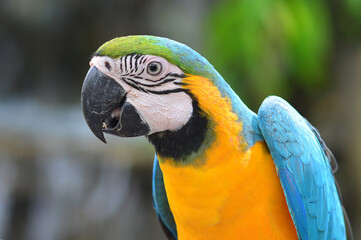 The Blue-and-Yellow Macaw (Ara ararauna) is a large and colorful parrot native to South America. 