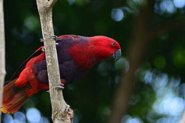 nuri raja (eclectus roratus) adalah burung beo yang berasal dari hutan hujan tropis di indonesia (maluku, papua), papua nugini, dan australia. burung ini terkenal karena perbedaan warna yang mencolok