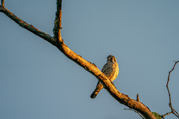 American Kestrel perched on top of a dead tree.