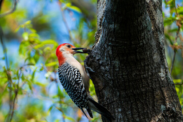 Red-bellied woodpecker eating a berry.