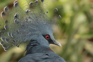 The Western crowned pigeon (Goura cristata)