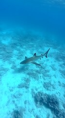 Fototapeta premium 63. A shark swimming gracefully in the open ocean, illustrating survival through predation and the marine food chain