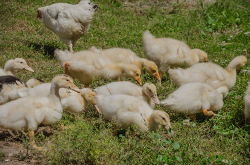 goslings walk on the grass and eat grass