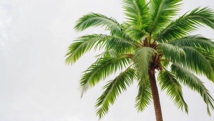 Naklejka premium Vibrant green palm tree standing alone against a white backdrop