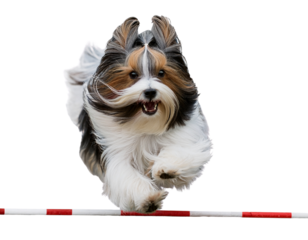 A playful dog jumps over an obstacle during an agility training session.