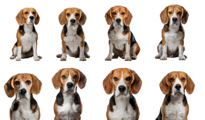 A collection of adorable Beagle dogs displaying various expressions.