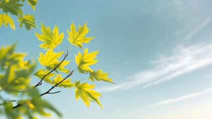 Vivid oak foliage highlighted against the sky