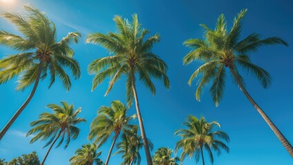 Clear skies above palm trees in Orlando, Florida