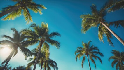 Sunny sky adorned with palm trees in Orlando, Florida
