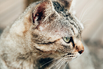 A close-up of the gaze of a gray cat with green eyes.