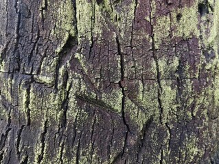 Close up of coconut tree bark surface texture background, Natural abstrack background 