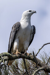 White-bellied Sea Eagle