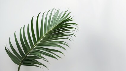 single tropical palm leaf on a plain white background