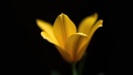 Obraz premium Close-up view of a dark yellow flower set against a black backdrop. Studio photograph featuring artificial and natural lighting.