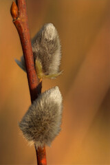 Spring Pussy Willow Branch: Close-up of soft catkins against a blurred background, signaling new growth and the start of the season.