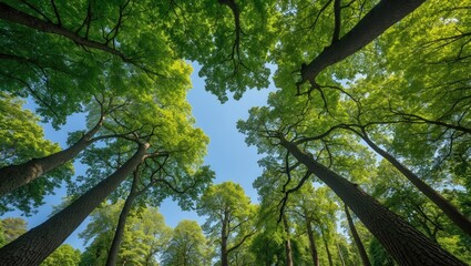 Amidst a lovely summer day in a thick German forest close to Gottingen, the canopy of beech and oak trees with vibrant green leaves, strong trunks, and boles is viewed from a low-angle perspective.