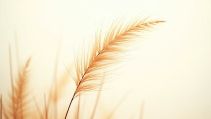 Obraz premium Nassella tenuissima, often referred to as feather or needle grass, displayed against a white backdrop.
