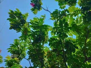 Matoa leaves (Pometia pinnata) have benefits as antioxidants, antibacterials, antivirals, and...