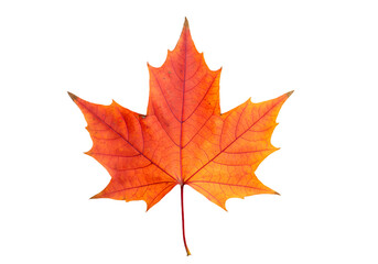 Fototapeta premium Vibrant Orange Maple Leaf Displaying Intricate Veins on a Black Background Ideal for Autumn Nature Themes and Decoration
