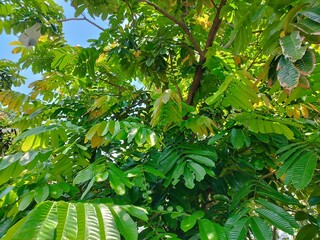 Matoa leaves (Pometia pinnata) have benefits as antioxidants, antibacterials, antivirals, and...