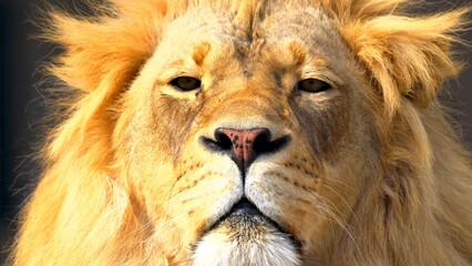 King of the Jungle closeup