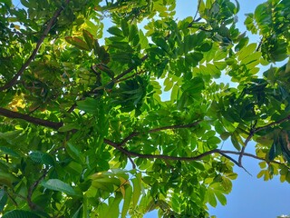 Matoa leaves (Pometia pinnata) have benefits as antioxidants, antibacterials, antivirals, and...