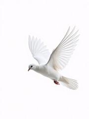 Obraz premium dove of peace
