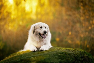 The Pyrenean Mountain Dog, at first glance, inspires respect, but once you get to know him, you will discover what a gentle and cuddly dog he is.