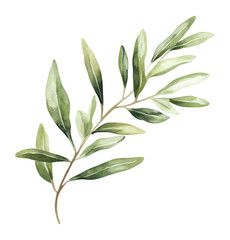 PNG Olive leaves leaf watercolor design.