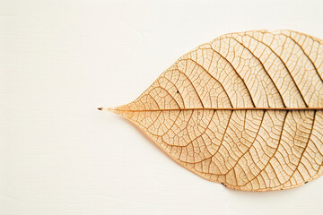 Obraz premium Delicate transparent leaves layered on white background, intricate veins forming natural organic patterns