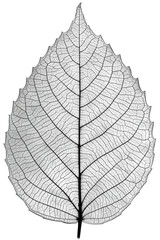 Dried petals arranged artistically, showcasing monochrome textures with soft natural lighting