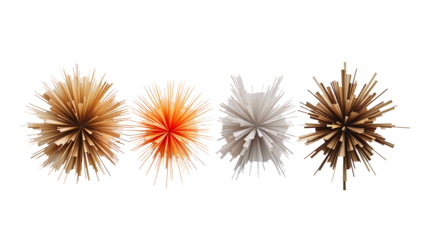 Colorful sea urchins with vibrant spiky spines in orange and brown tones, detailed marine biology specimen isolated on a white background
